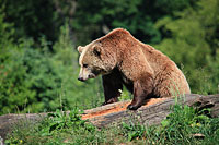 Brown bear in the Bavarian Forest National Park